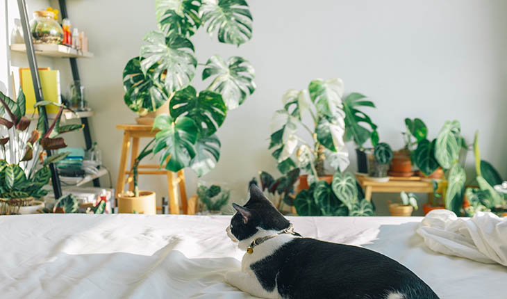 Gulf Weekly Pet-proof  your home