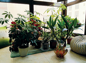 Reaping the healing benefits of gardening