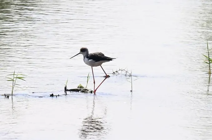 Madinah Authority promotes ecotourism by highlighting bird diversity