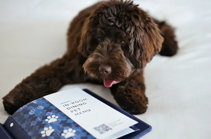 Marriott Resort Palm Jumeirah launches pet staycation package