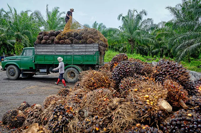 Indonesia introduces new palm oil regulation ahead of 2027 implementation