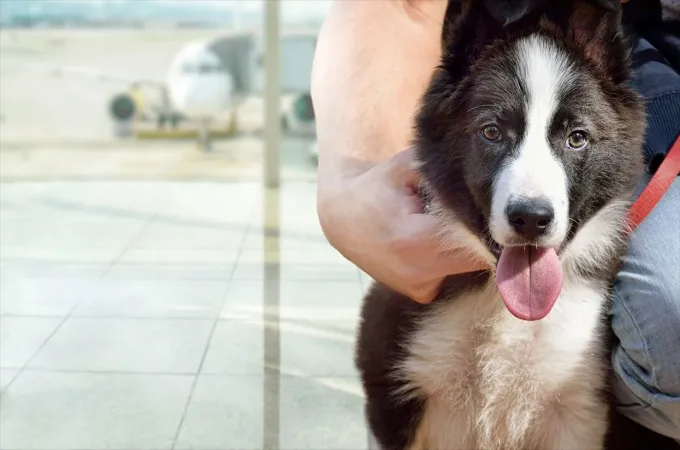 IATA issues new guidelines for in-cabin pet travel