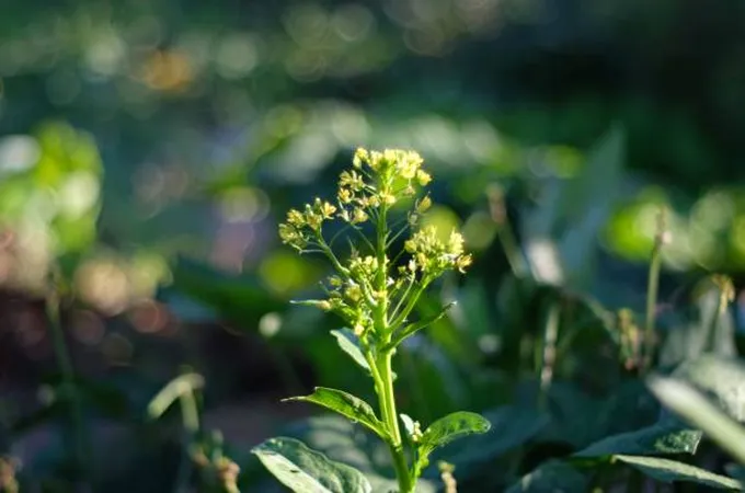 Nama Water Services pilots camelina cultivation for sustainable biofuel