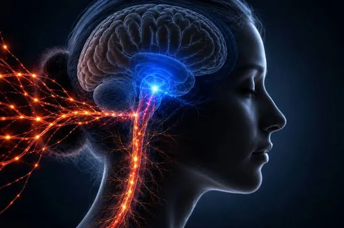 Brain receptors function as natural brake to halt chronic pain, study finds