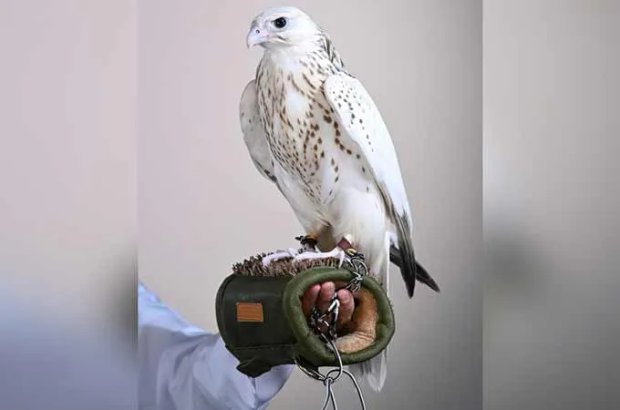 New record set as falcon sells for $408,000 at ADIHEX