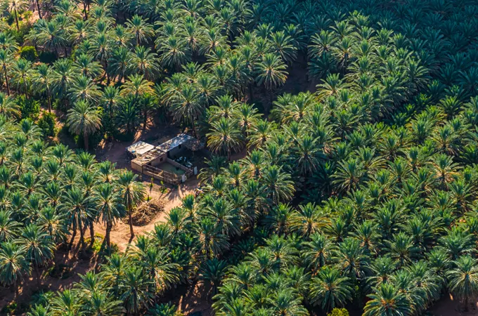 AlUla Dates Season returns to celebrate farming heritage