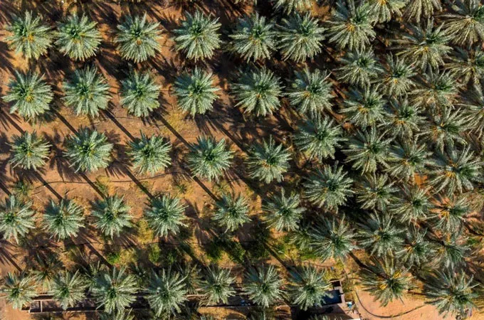 Saudi Arabia leads global dates exports at $520m