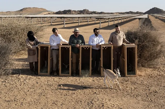 Saudi solar park becomes sanctuary for threatened gazelles