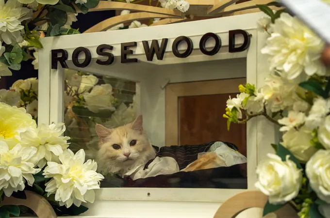 Rosewood Abu Dhabi, Microchipped.ae find homes for eight rescued cats